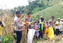 Panen Raya Jagung Binaan Polsek Nangapanda Capai 11 Ton per Hektar