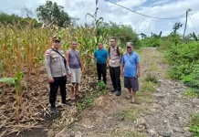 Polsek Satarmese Tinjau Lokasi Panen Jagung Poktan Tanjung Tilir