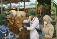 Jamin Hewan Kurban Aman Zoonosis Lakukan Pemeriksaan Berlapis