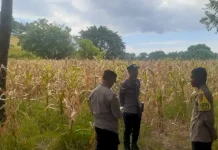 Polres Sikka Pastikan Kesiapan Panen Raya Jagung