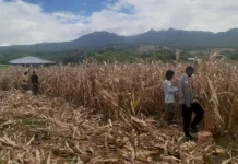 Panen Jagung Hewuli Perkuat Ketahanan Pangan Sikka