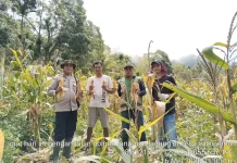 Polsek Wolowaru Panen Raya Jagung Bersama Petani Binaan Desa Wiwipemo