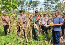 Polres Ngada Panen Raya Jagung Dukung Ketahanan Pangan Nasional