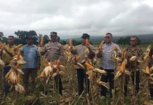 Panen Raya Jagung Polri di Rana Mese Dukung Swasembada Pangan Nasional