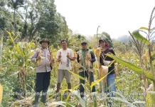 Polsek Wolowaru Panen Raya Jagung Bersama Petani