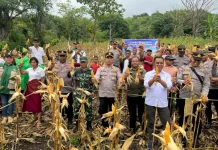 Polres Manggarai Gelar Panen Raya Jagung, Dukung Ketahanan Pangan Nasional