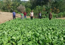 Bupati Doni Dihen Tinjau Lokasi Pelatihan Petani Flores Timur di TTS