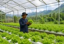 Flotim Kembangkan Greenhouse untuk Tingkatkan Hasil Pertanian