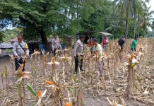 Panen Jagung Hibrida di Doreng dan Lela Dongkrak Cadangan Pangan