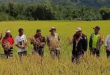 Petani Organik Flores Dorong Pertanian Berkelanjutan Ramah Lingkungan