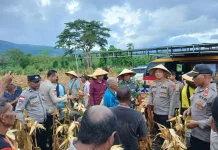 Panen Raya Jagung di Titehena Perkuat Ketahanan Pangan Flores Timur
