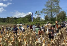 Program Jagung Lembata Jadi Sorotan Nasional