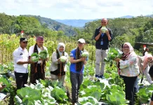 Panen Raya Green Skills Project Dorong Pemberdayaan Petani Muda Manggarai