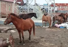 Ternak Sikka Dikirim ke Jeneponto jelang Iduladha