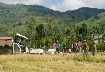 Petani di Lingko Lanar Manggarai Rasakan Efisiensi Panen Modern Mesin Combine