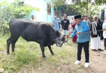 Bupati Manggarai Barat Serahkan Hewan Kurban Bantuan Presiden di Lamtoro