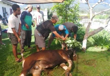 Muhammadiyah Manggarai Salurkan Tiga Sapi Kurban