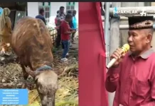 Presiden Salurkan Sapi Kurban 851 Kilogram ke Nagekeo
