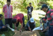 Semangat Berbagi dan Toleransi Warnai Kegiatan Qurban di MAN 1 Manggarai