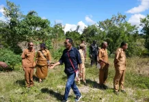 Wabup Nagekeo Tinjau Cetak Sawah Tengatiba, Perkuat Swasembada Pangan Daerah