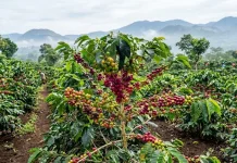 Harga Kopi Arabika Manggarai Cetak Rekor Baru, Tembus Rp120 Ribu/Kg