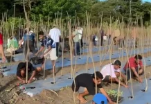 Yayasan Kaya Tene Kembangkan Pertanian Berbasis Pendampingan