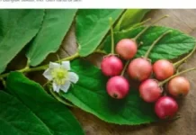 Buah Kersen Kaya Manfaat, Baik untuk Jantung dan Imunitas