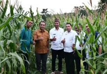 Bupati Manggarai Apresiasi Pengelolaan Lahan Jagung oleh BUMDes Sinar Cale