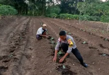 Bhabinkamtibmas Tarawali Dukung Ketahanan Pangan