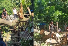 Pohon Tumbang Timpa Rumah Warga Desa Nelle Lorang