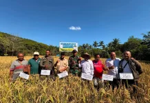 Panen Perdana Padi Kelompok Tani Waiboleng Digelar di Kelubagolit