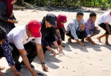 Pelepasan 250 Tukik Warnai Upaya Pelestarian Penyu Flores Timur