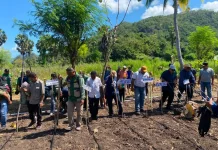 Penanaman Perdana Jagung Komposit Dorong Swasembada Pangan Lembata