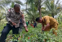 Polres Sikka Dampingi Petani Wujudkan Ketahanan Pangan Nasional