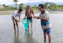 Petani Bandeng Ngada Bertahan di tengah Lonjakan Harga Pakan