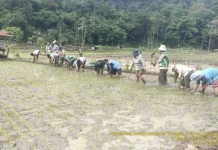 Inovasi Inpari 42 Ubah Strategi Tanam Petani Ende Hadapi El Nino