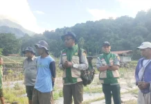 El Nino Mengintai Petani Ende Perkuat Strategi Jaga Panen