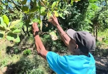 Erupsi Lewotobi Rusak Pertanian, Warga Talibura Beralih Mata Pencaharian