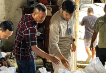 BULOG NTT Serap 7.407 Ton Beras Petani, Lampaui Target Pengadaan 2026