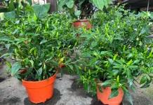 Tips Menanam Cabai di dalam Pot