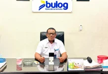 Bulog Perkuat Penyerapan Jagung, Petani Flores Timur Dapat Kepastian Harga