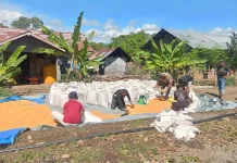 Petani Ile Gerong Optimistis Produksi Jagung Meningkat Berkat Bulog