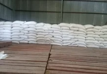 Pasar Tak Menentu Sempat Tekan Produksi Jagung Petani Ile Gerong