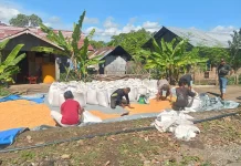 Harga Jagung Olahan Lebih Tinggi, Petani Flores Timur Harap Dukungan Hilirisasi