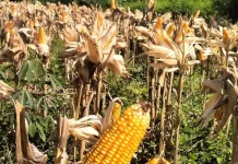 Petani Jagung Flores Timur Minta Pemda Perkuat Dukungan untuk Sektor Pertanian