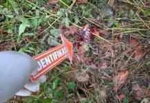 Petani di Talibura Tewas Diduga Diserang Babi Hutan saat Berburu
