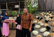 Kampung Zakat Delang Terima 300 Bibit Ayam untuk Perkuat Ekonomi Warga