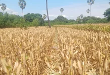 Produksi Jagung Melimpah, Flores Timur Perkuat Kemandirian Pangan