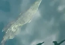 Buaya Muara Terpantau di Perairan TN Komodo, Warga dan Pengunjung Diimbau Waspada