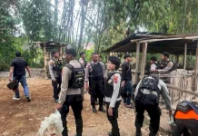 Polres Manggarai Polda NTT Grebek Lokasi Sabung Ayam Di Kelurahan Rowang